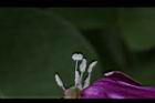 馬鞍藤-雌雄蕊06.JPG