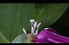 馬鞍藤-雌雄蕊07.JPG