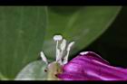 馬鞍藤-雌雄蕊08.JPG