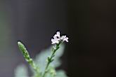 馬鞭草-花0.jpg