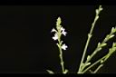 馬鞭草-花00.JPG