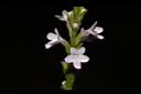 馬鞭草-花08.JPG
