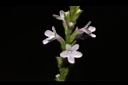 馬鞭草-花09.JPG