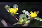 馬齒莧-花01.JPG
