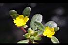馬齒莧-花07.JPG