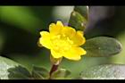 馬齒莧-花10.JPG