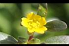 馬齒莧-花13.JPG