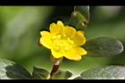 馬齒莧-花14.JPG