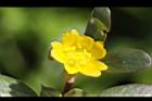馬齒莧-花15.JPG