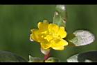 馬齒莧-花17.JPG