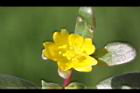 馬齒莧-花18.JPG