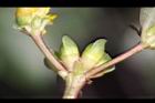 馬齒莧-花苞3.JPG