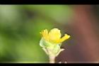 馬齒莧-花萼2.JPG