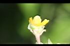 馬齒莧-花萼3.JPG