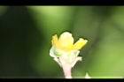 馬齒莧-花萼4.JPG