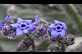 高山倒提壺-花13.jpg