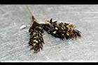 高山梯牧草-實5.jpg