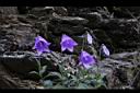 高山沙參-花00.jpg