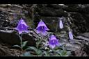 高山沙參-花01.jpg
