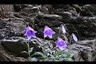 高山沙參-花02.jpg