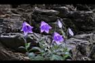 高山沙參-花03.jpg