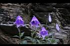 高山沙參-花04.jpg