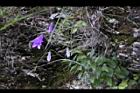 高山沙參031.jpg
