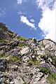 高山沙參065.JPG