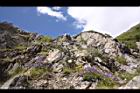 高山沙參066.JPG