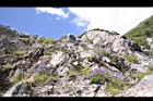 高山沙參067.JPG