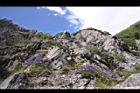 高山沙參068.JPG