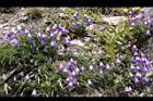 高山沙參109.JPG