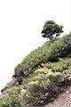 高山沙參115.JPG