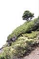 高山沙參116.JPG