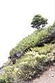 高山沙參117.JPG