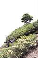高山沙參118.JPG
