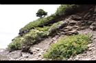 高山沙參122.JPG