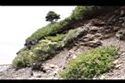 高山沙參123.JPG