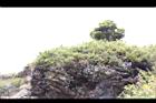 高山沙參124.JPG
