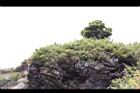 高山沙參125.JPG