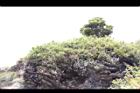 高山沙參126.JPG