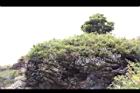高山沙參127.JPG