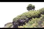 高山沙參131.JPG