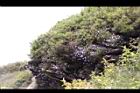 高山沙參132.JPG