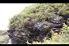 高山沙參137.JPG