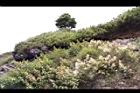 高山沙參139.JPG
