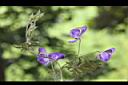 高山烏頭-花20.jpg