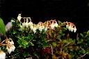 高山白珠樹-花01.jpg