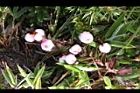 高山白珠樹-實38.JPG