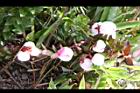 高山白珠樹-實39.JPG